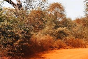 Senegal, la tierra de teranga